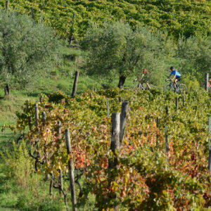Cycling-along-vineyards-in-Tuscany