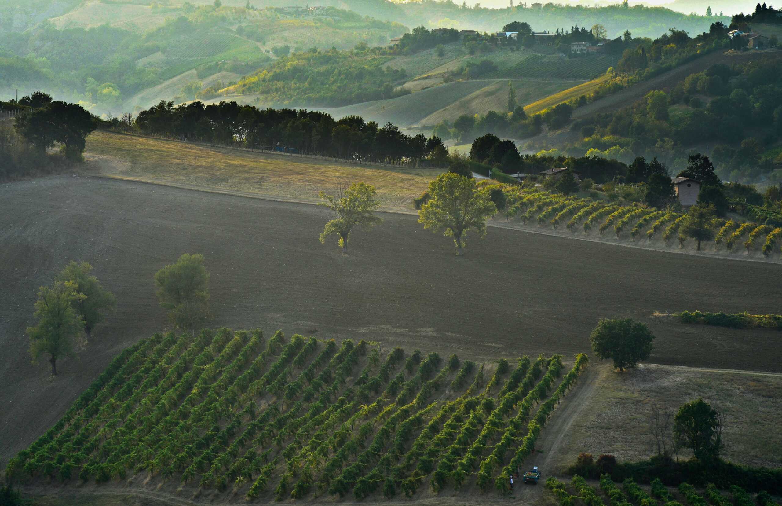 Vineyard in Modena, early in the morning perfect for bike rentals or bike hire from Ciclismoplus